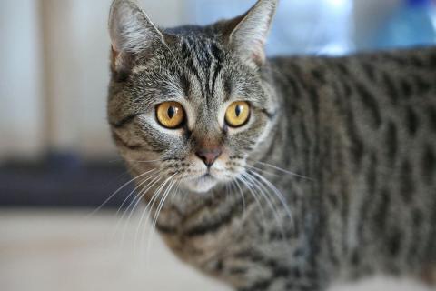 домашний кот