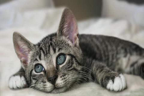 домашний кот