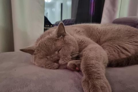 домашний кот