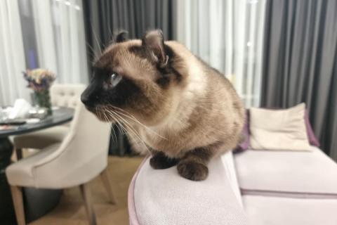 домашняя кошка