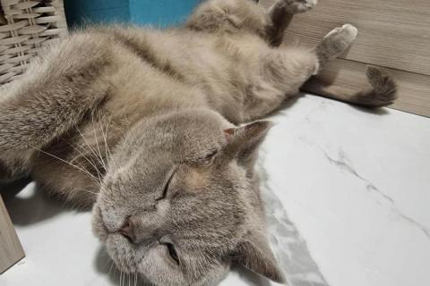 домашний кот