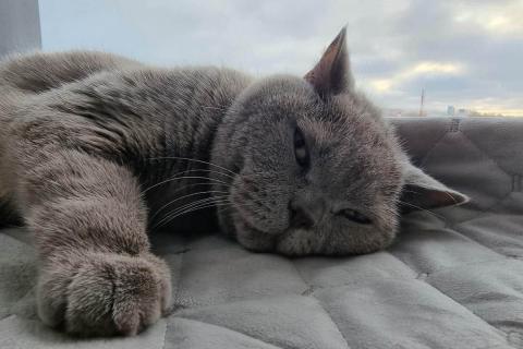 поведение кошек