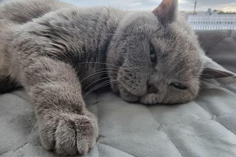домашний кот