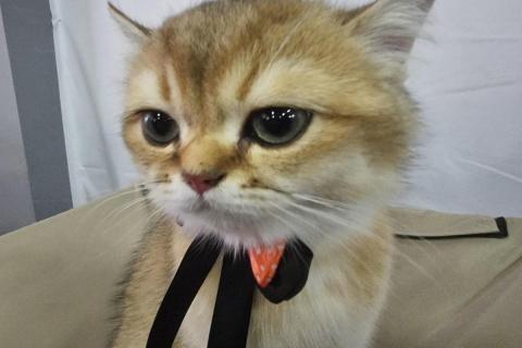 домашний кот