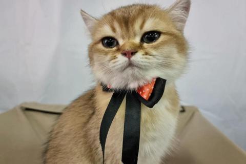 домашний кот