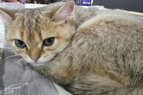 домашний кот