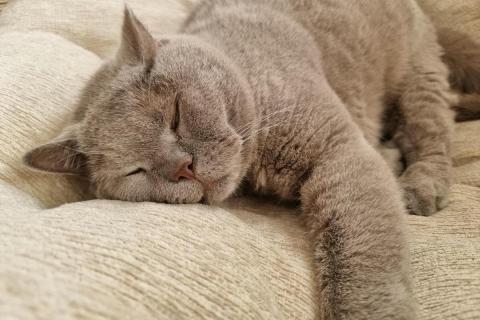 домашний кот