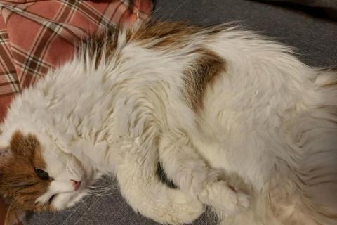 домашний кот