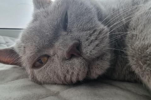 домашний кот