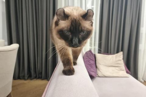 домашний кот