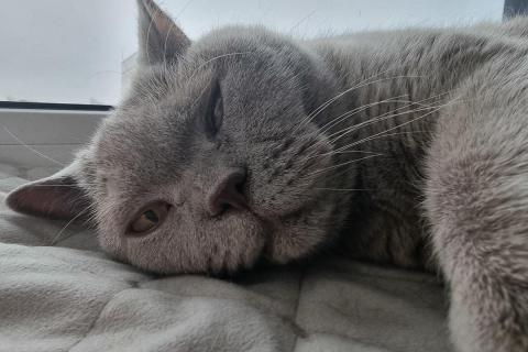домашний кот