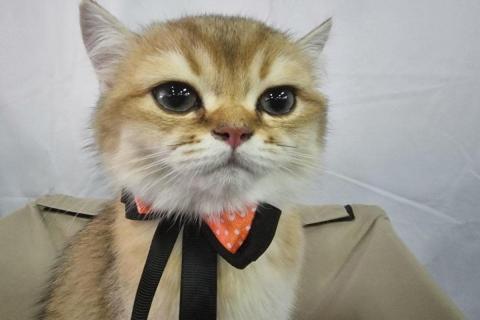 домашний кот