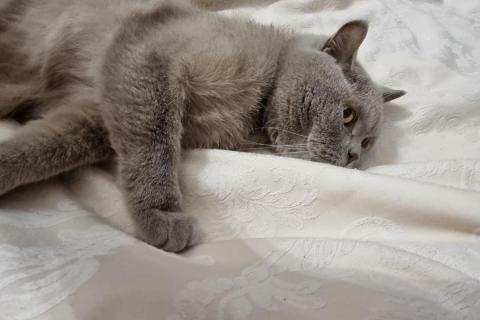 домашний кот