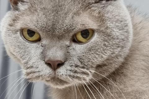 домашний кот