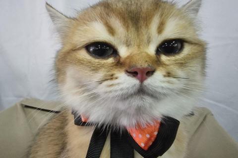 домашний кот