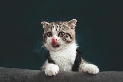 домашний кот