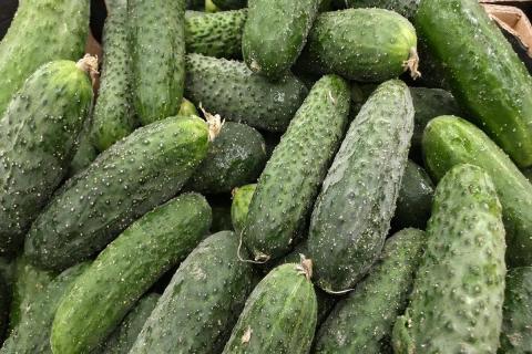 урожай огурцов