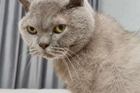 домашний кот
