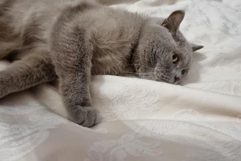 домашний кот