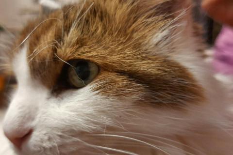 домашний кот