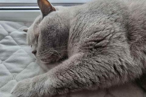 домашний кот
