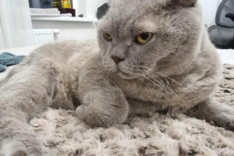 домашний кот