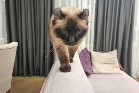 домашний кот
