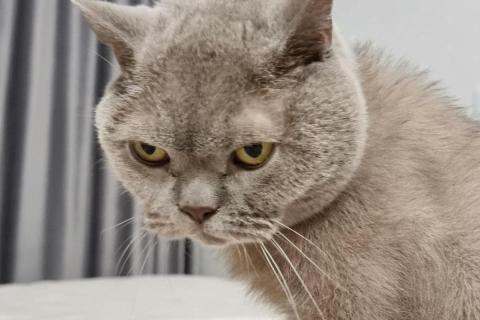 домашний кот