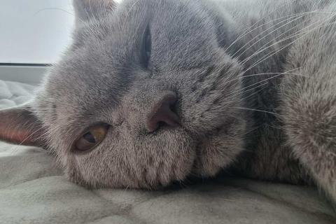 домашний кот