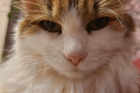 домашний кот