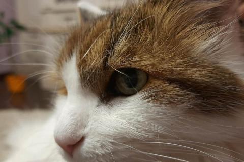 домашний кот