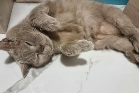 домашний кот