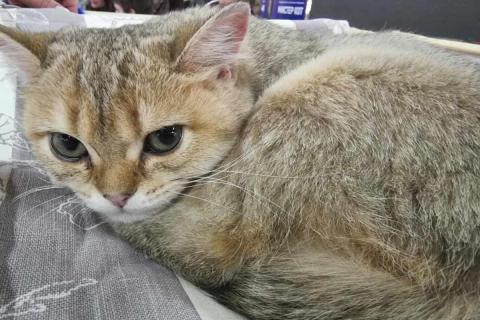 домашний кот
