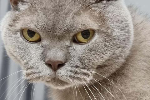 домашний кот