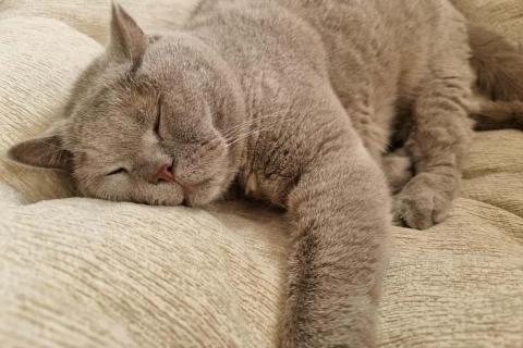 домашний кот