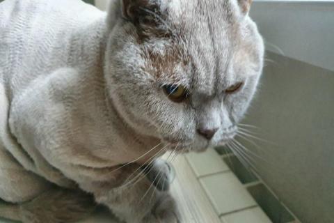домашний кот