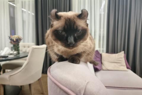 домашний кот