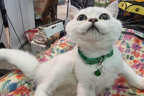 домашний кот