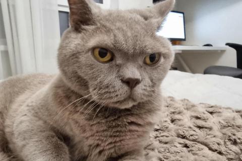 домашний кот
