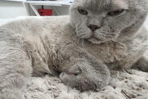 домашний кот