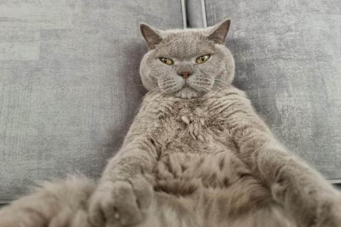 домашний кот