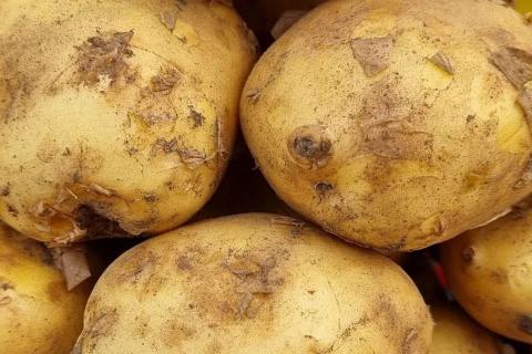 клубни картофеля