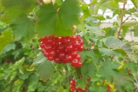 куст смородины