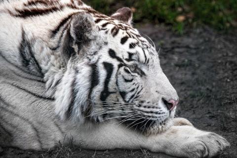 амурский тигр