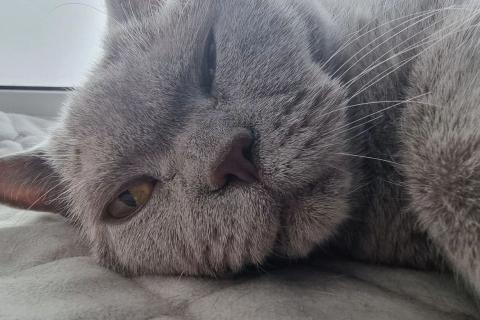 британская кошка