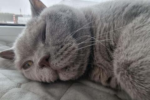 домашний кот