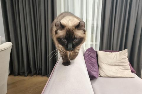 домашний кот
