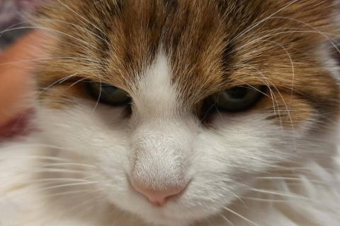 домашний кот