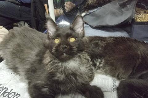 домашний кот