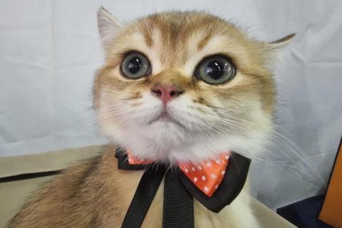 домашний кот